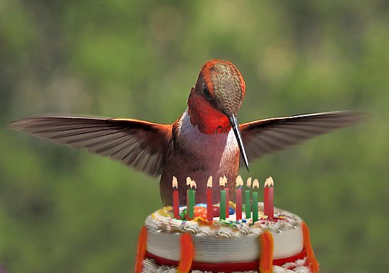 happy-bird-day